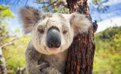 Close up of koala in tree. Image, Adobe.